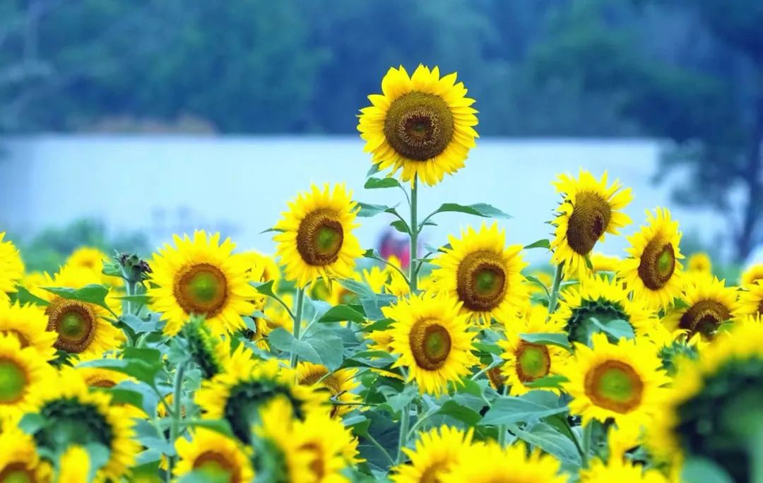 ఈరోజు వేసవి కాలం సందర్భంగా నింగ్బోలో వర్షాలు లేదా ఉరుములతో కూడిన వర్షం కురుస్తుంది